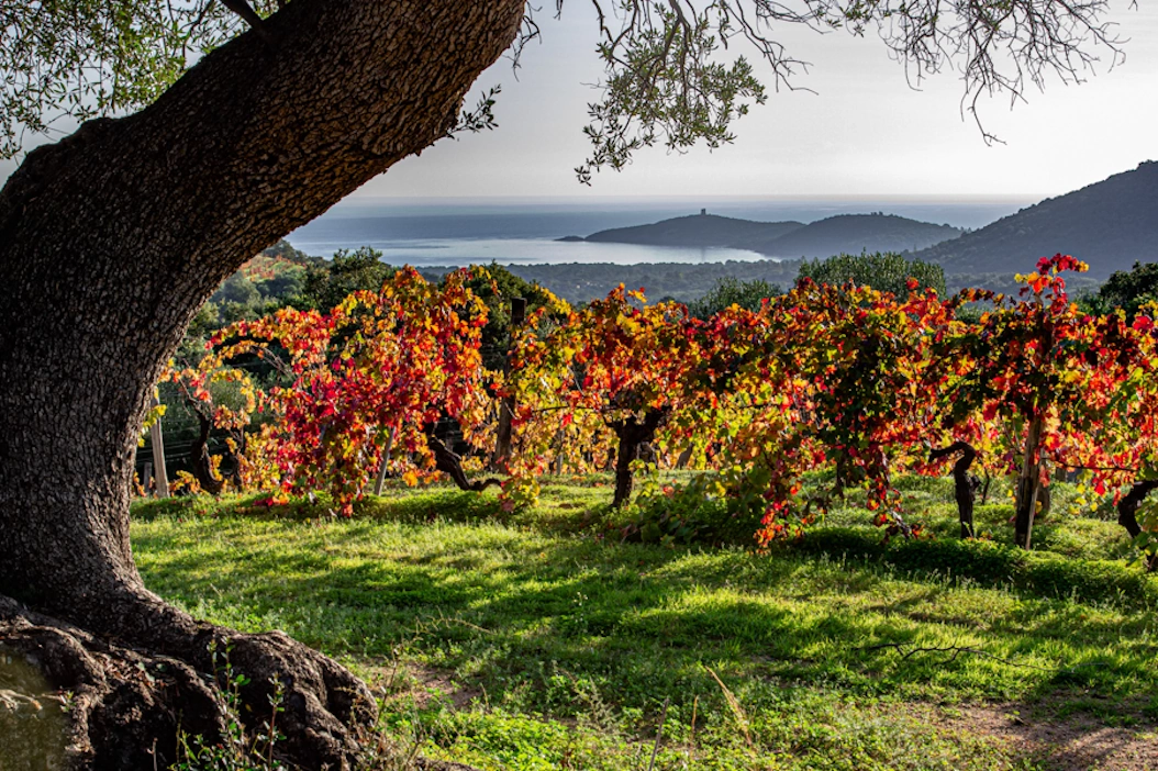 Domaine de Torraccia