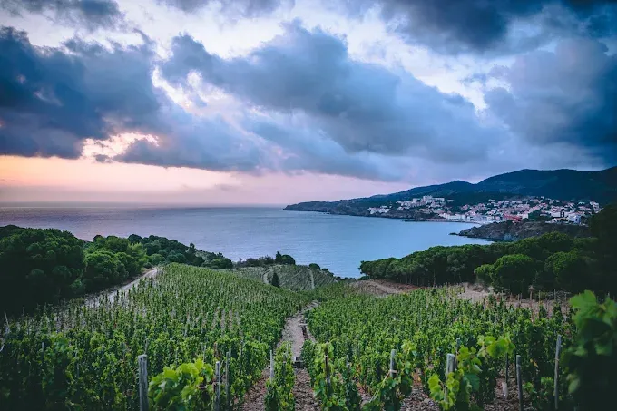 Domaine Madeloc