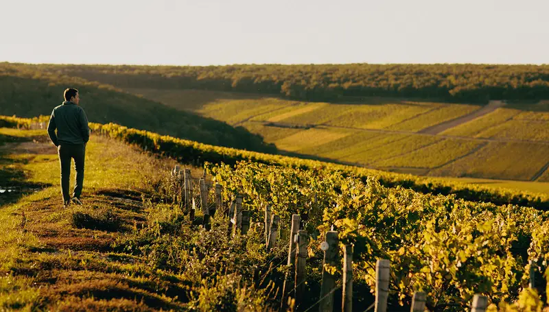 Domaine Daniel Dampt & Fils