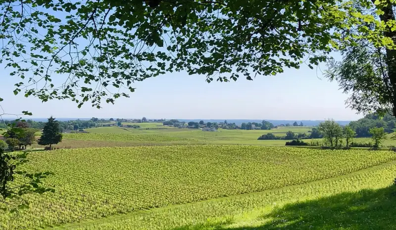 Château George 7