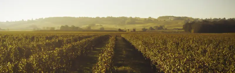 Domaine du Sarment Doré