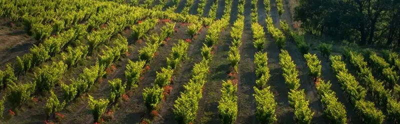 Domaine de Font Alba