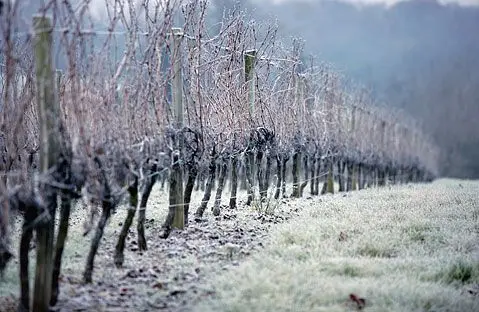 Vins Muller - Deiss