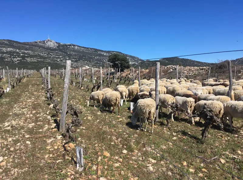 Domaine de la Reserve D'o