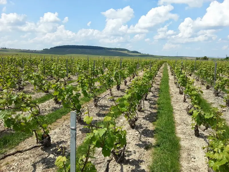 Champagne Claude Corbon