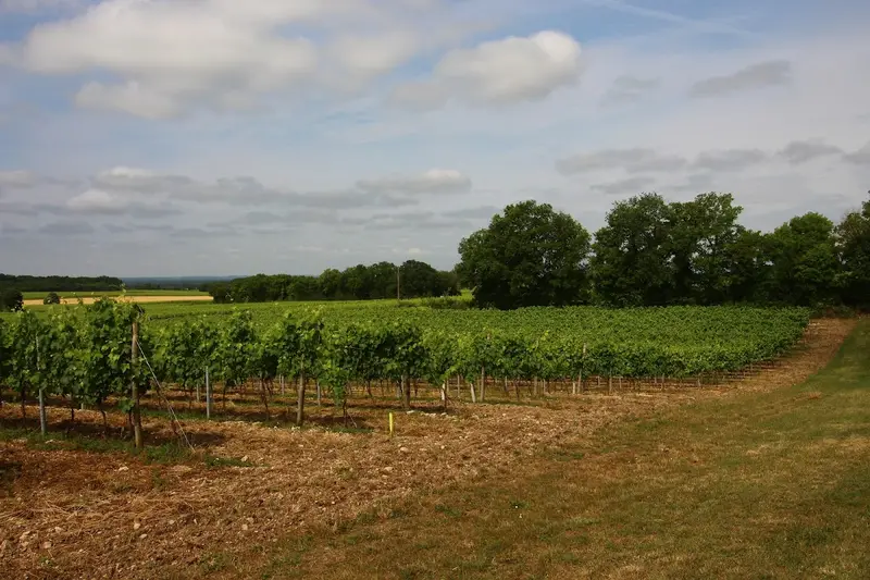 De Vitis, Famille Quéron - Vignoble