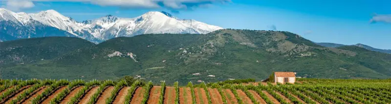 Vignobles Terrassous