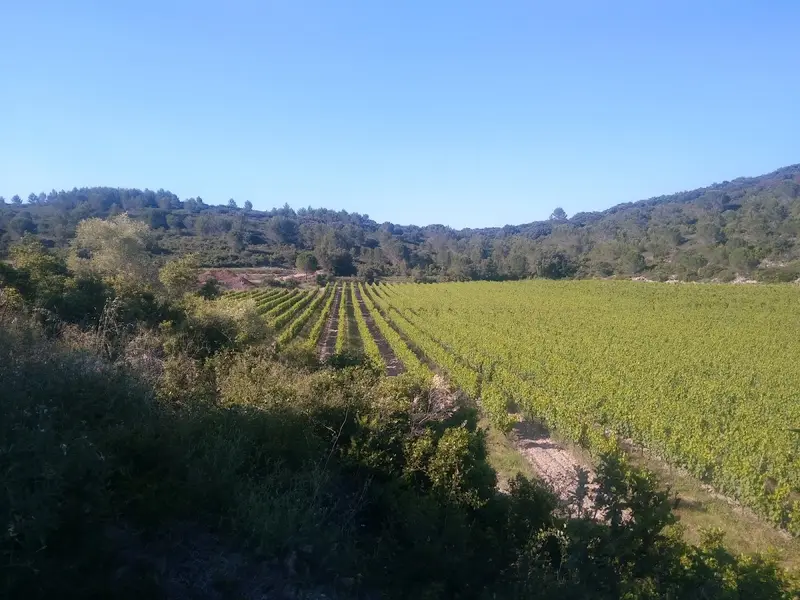 Domaine de L'escattes