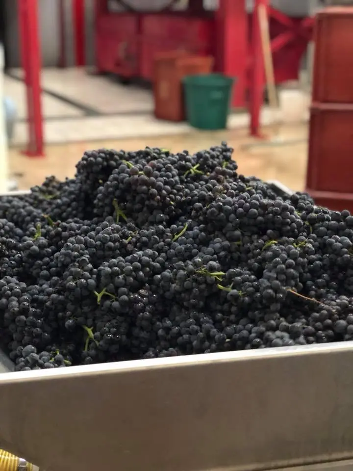 Champagne Thévenet Delouvin