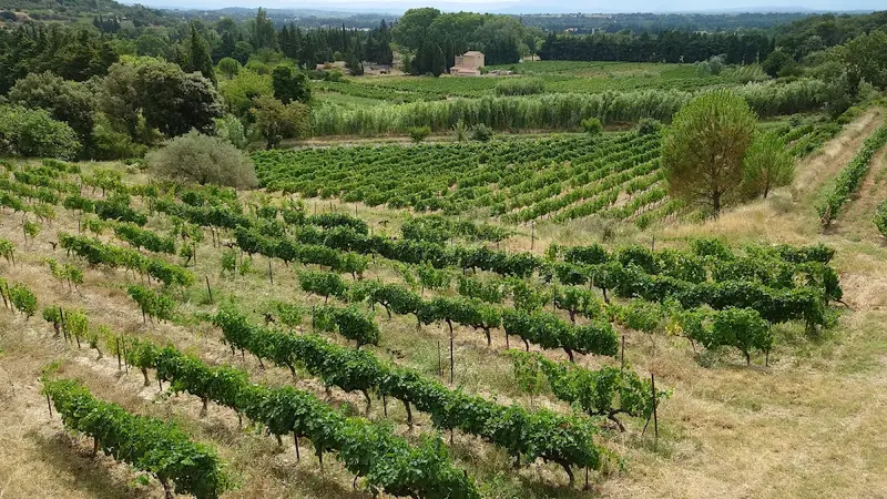 Vignoble Alain Ignace