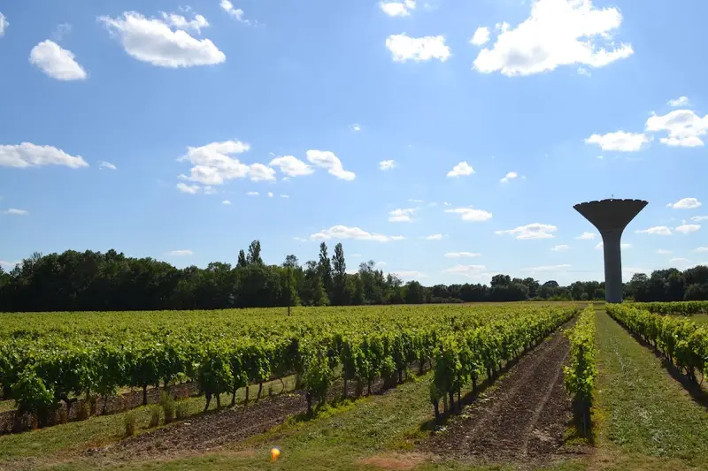 Les Raisins de L'abbaye - Vignoble