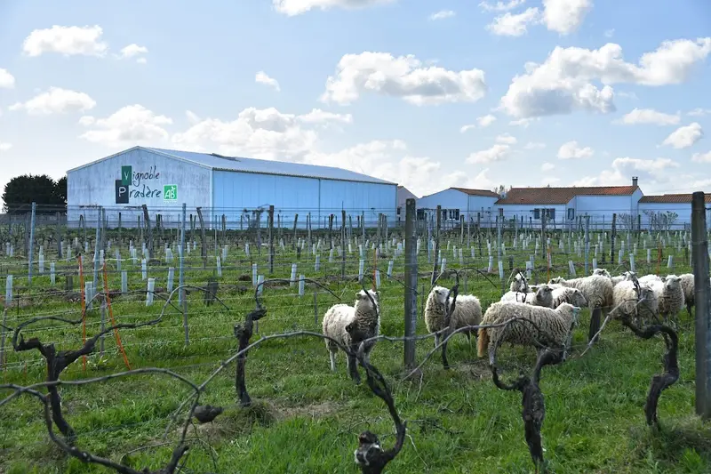 Vignoble Pradère