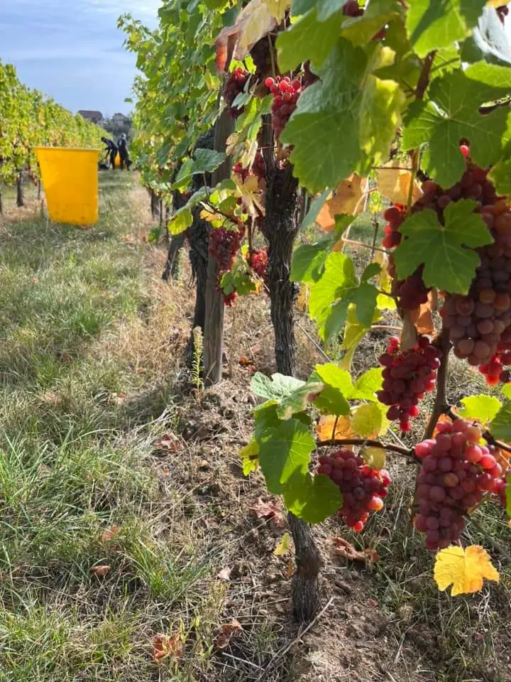 Domaine René Wurtz et Fils