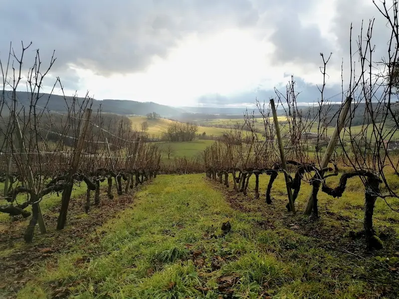 Domaine Camus Renaut