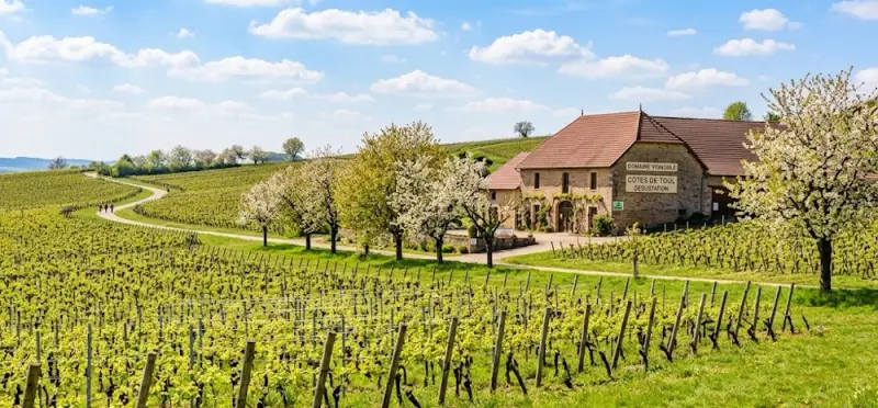 Vignobles de Lorraine