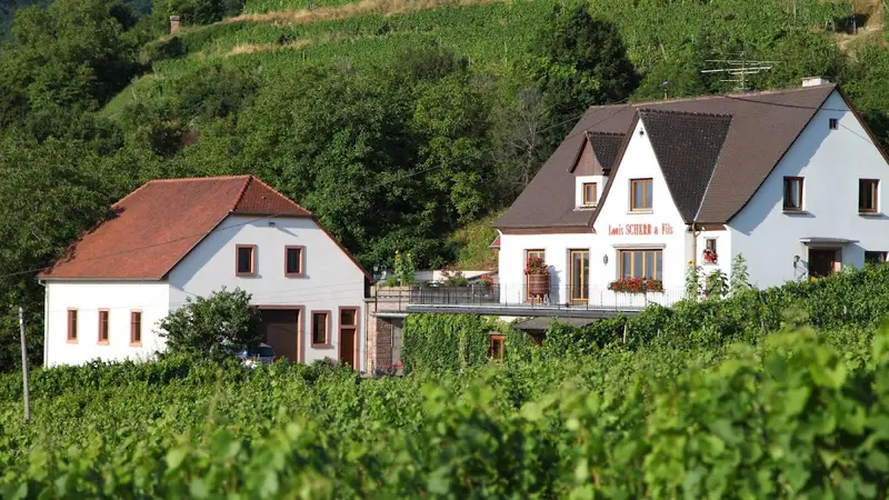Vins Scherb Louis