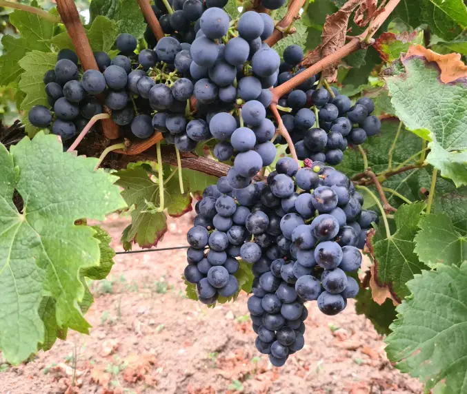 Vignobles Gabard - Château la Croix de Queynac