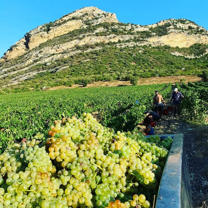 Clos Marfisi