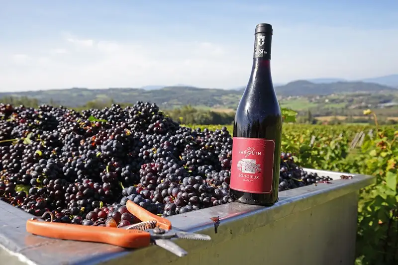 Vins Edmond Jacquin et Fils