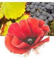 Domaine le Picatier