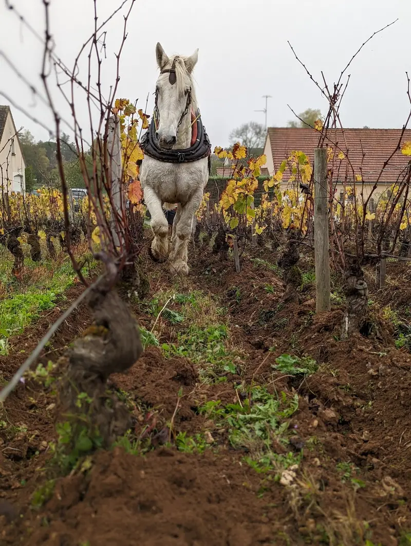 Domaine de la Vieille Fontaine