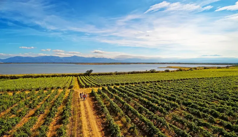 Chateau L'esparrou Vignobles Bonfils