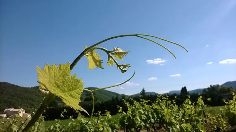 La Vrille et le Papillon