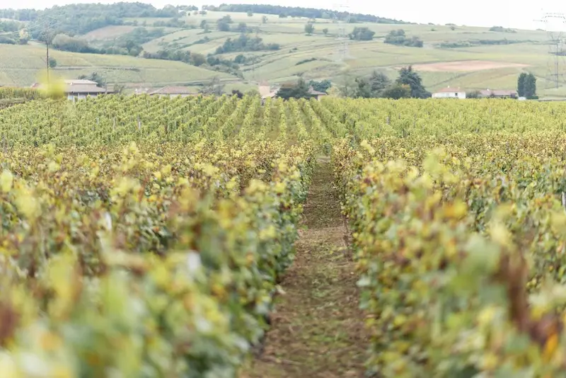Domaine du Roure