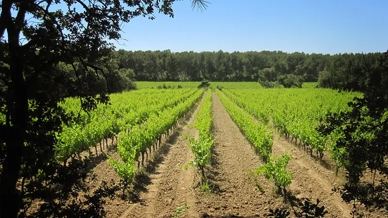 Domaine du Devès