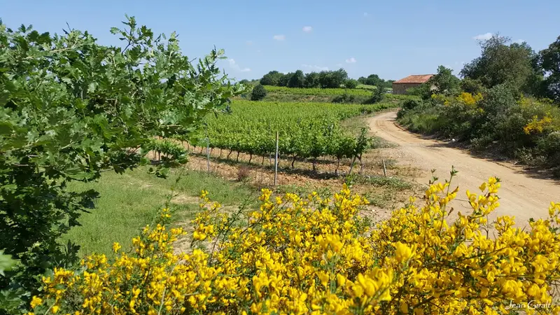 Domaine Vaquer