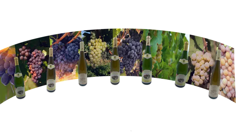 Vins Schille Pierre et Fils