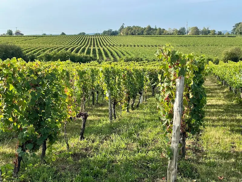 Château les Farcies du Pech