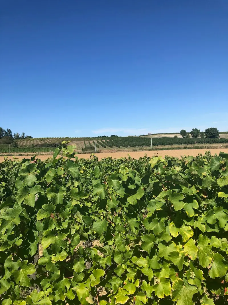 Vignes des Angélys