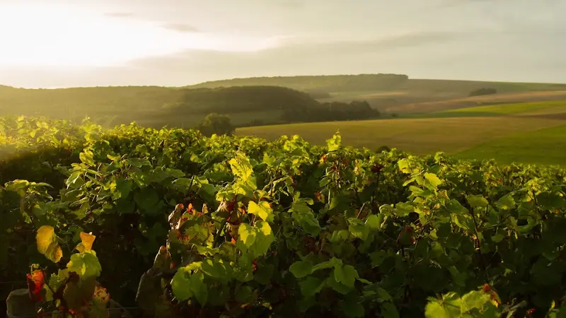 Champagne Romain Billette