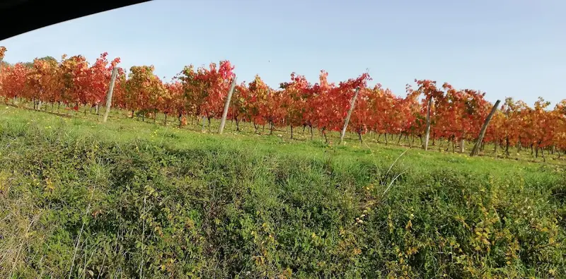 Chai des Vignerons D'aignan