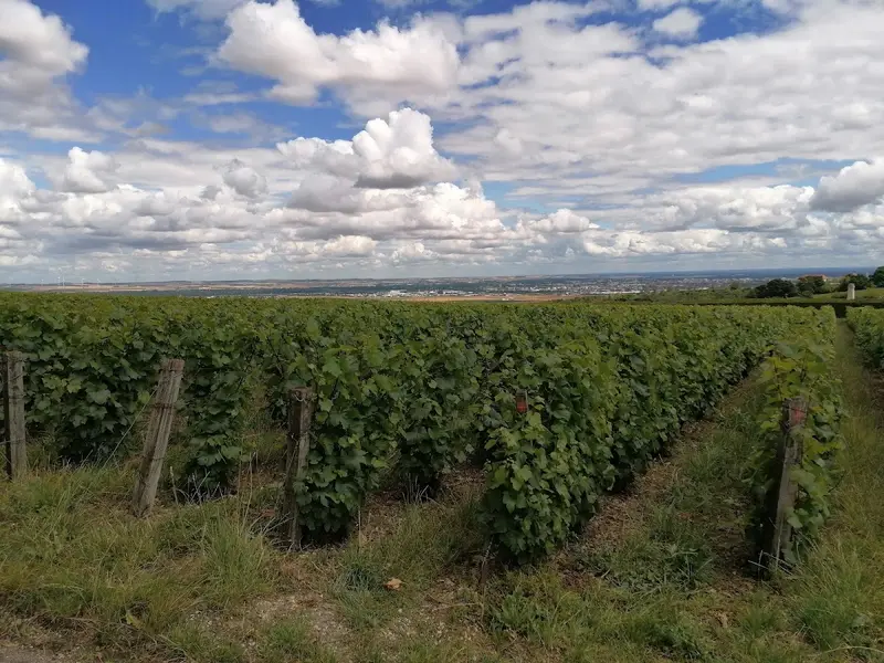 Champagne Olivier Lassaigne