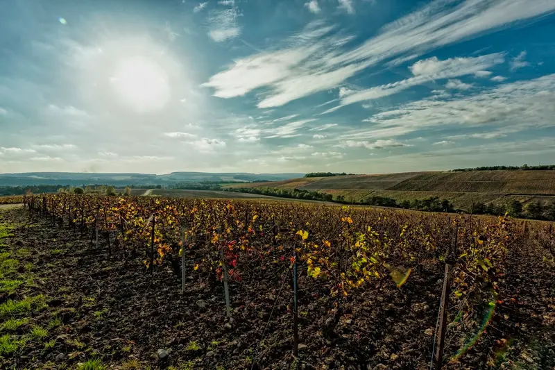 Champagne Edouard Martin
