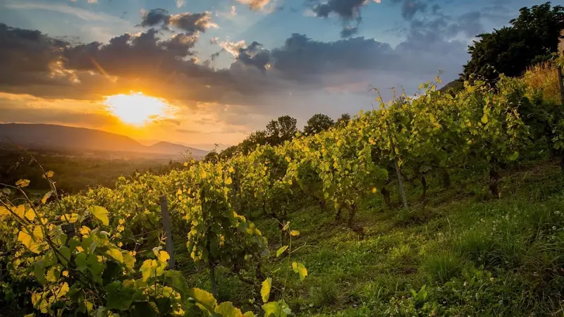 Domaine Famille Montessuit