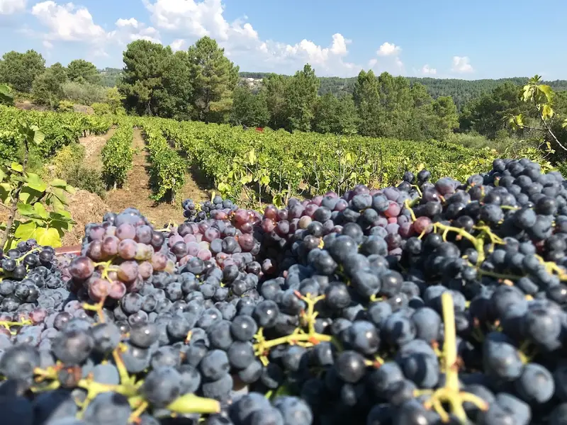 Domaine la Clef du Bonheur