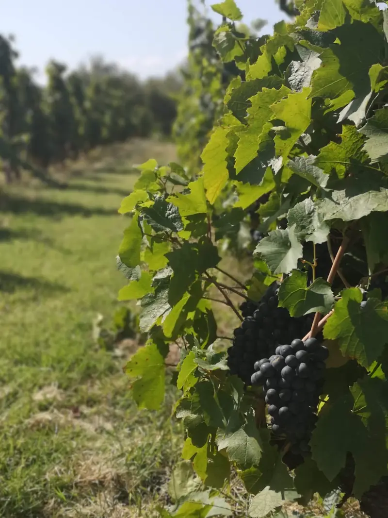 Domaine Colombet