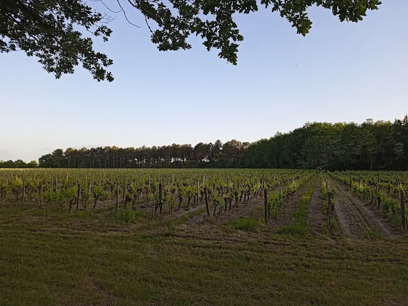 Château Haut-Claverie