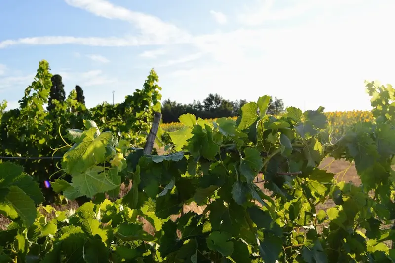 Domaine de la Higuère