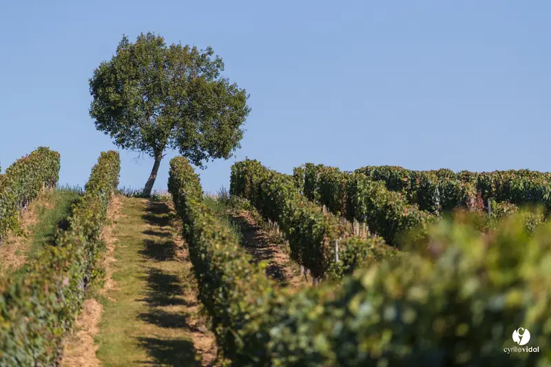Domaine Damiens