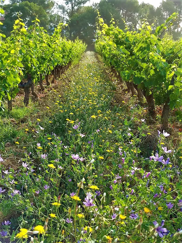 Domaine Castell-Reynoard