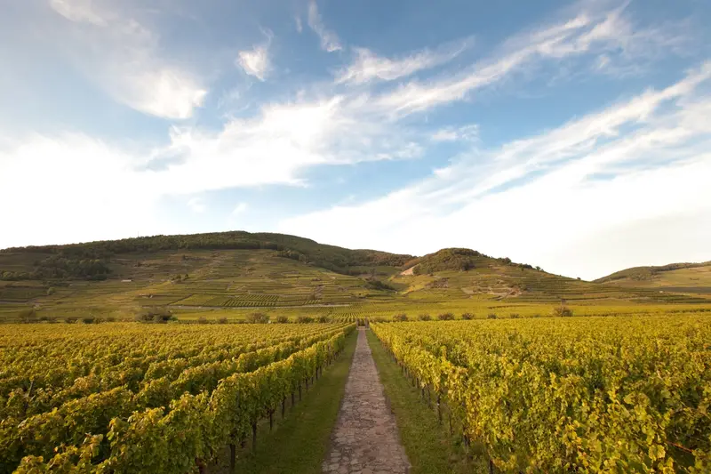 Domaine Weinbach