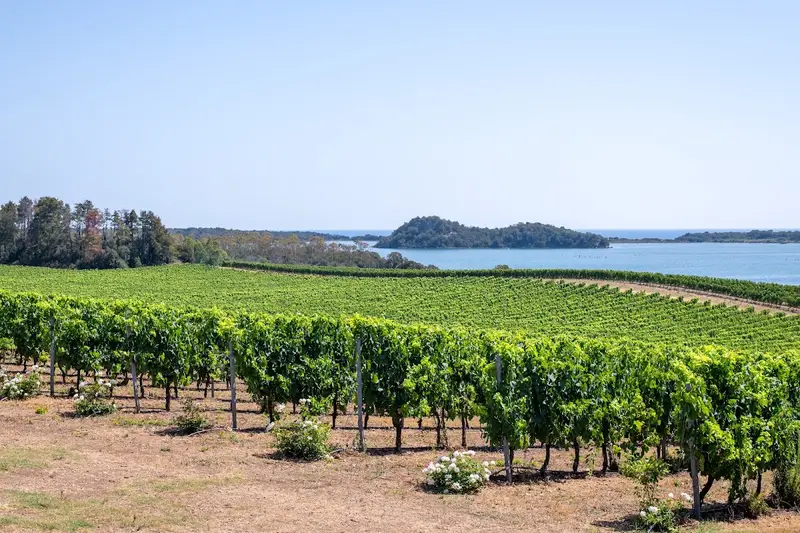 Domaine de Terra Vecchia