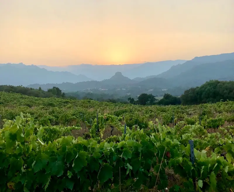 Domaine Fior di Lecci