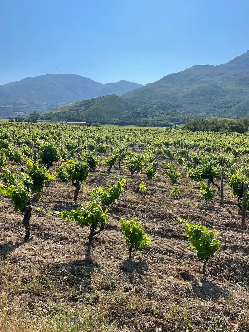 Domaine Devichi - Mlle D 