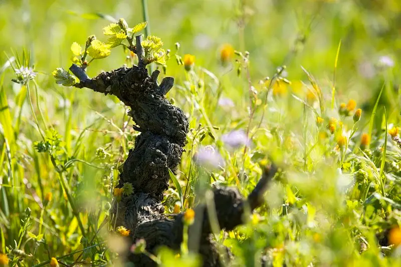 Domaine Giudicelli