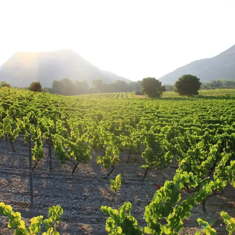 Vignoble Yves LECCIA